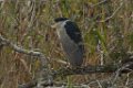 Black-crowned Night-Heron 2014-01-25